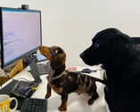 Working Dogs